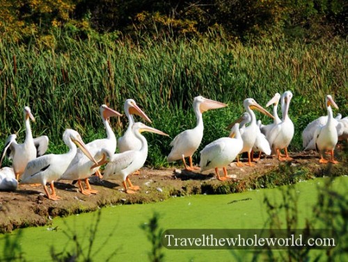 Nebraska Lee G. Simmons Conservation Park Pelican