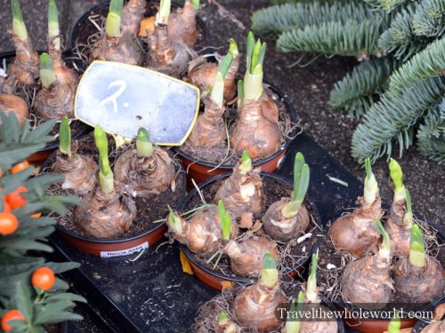 Netherlands-Amsterdam-Tulip-Bulbs
