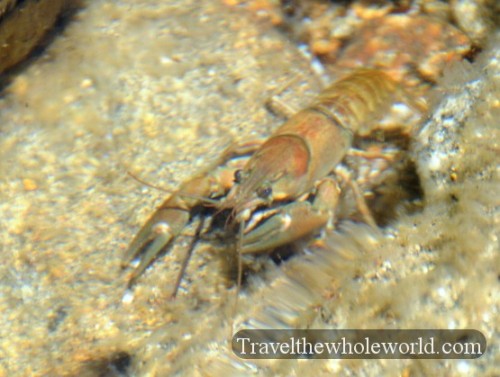 Nevada Lake Tahoe Crawfish