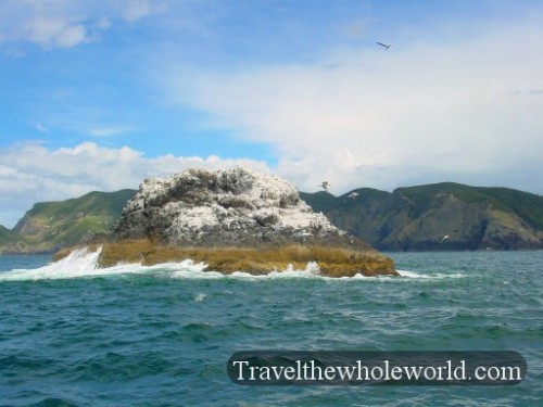 New-Zealand-Bay-Of-Islands-Seagull-Island