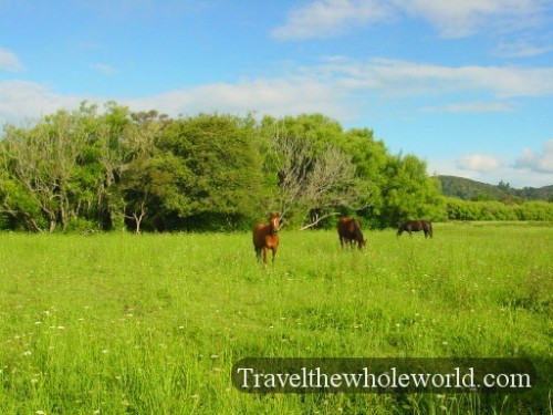 New-Zealand-Horses