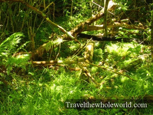 New-Zealand-Kiwi-Habitat