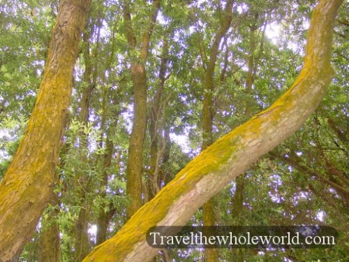 New-Zealand-Orange-Moss