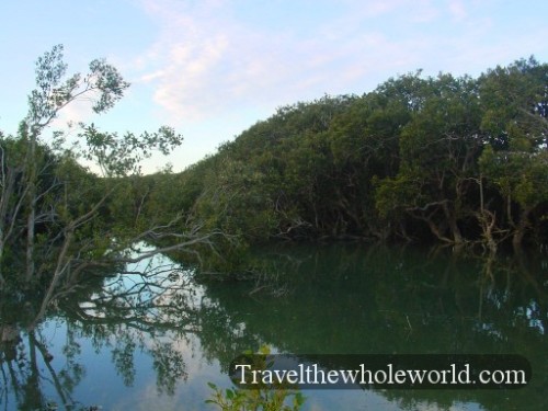 New-Zealand-Swamp