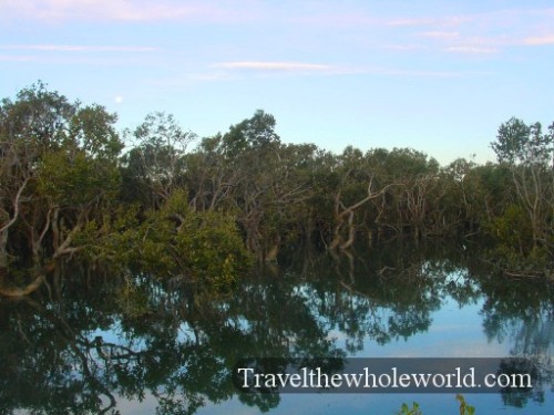 New-Zealand-Swamp2