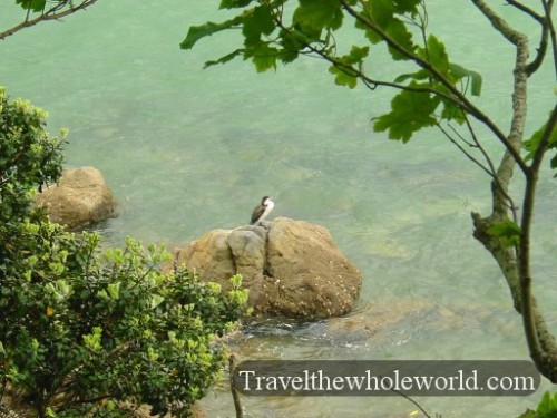 New-Zealand-Tauranga-Bird