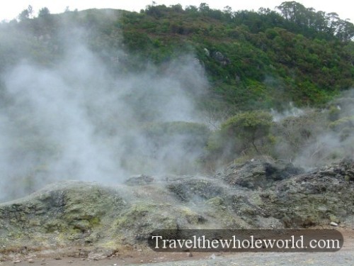 New-Zealand-Thermal-Forest