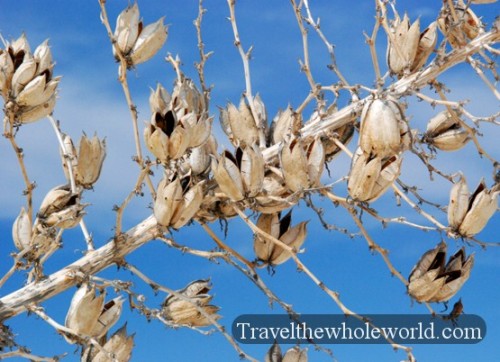 New Mexico White Sands Plant