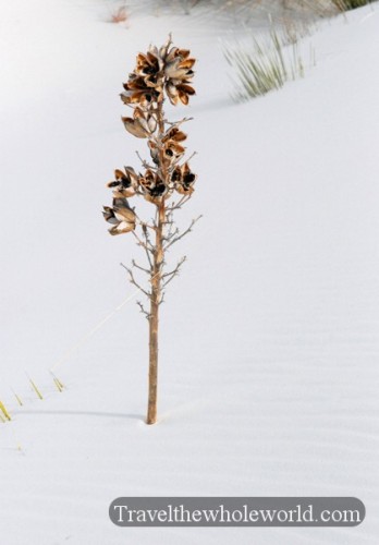 New Mexico White Sands Plant