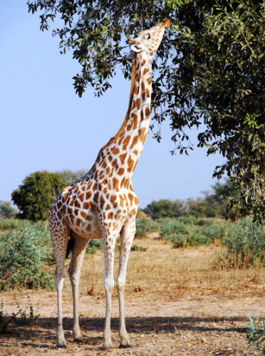 Niger Giraffe
