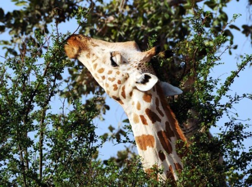 Niger Giraffe Eating