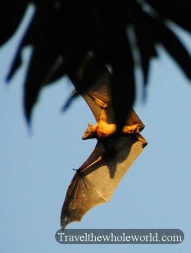 Niger River Flying Fox