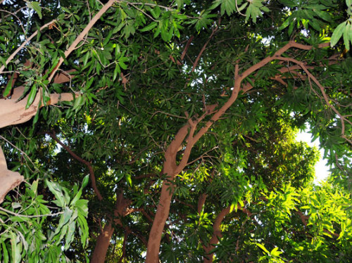Niger River Green