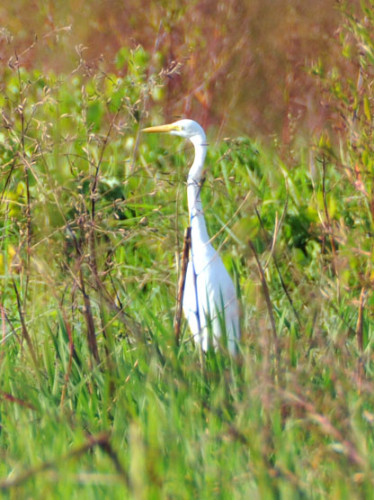 Niger River Heron