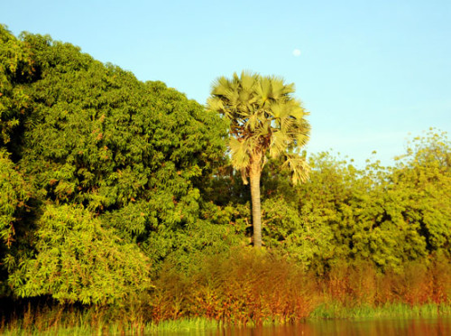 Niger River Moon