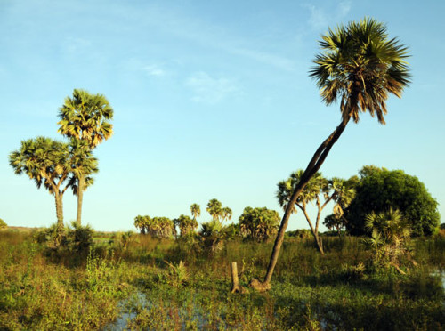 Niger River Palms