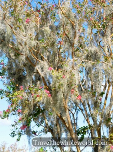 North Carolina Wilmington Spanish Moss