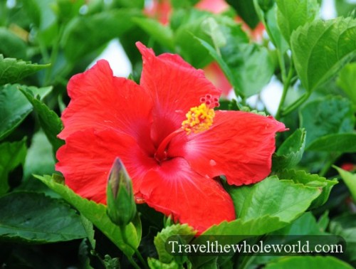 North Carolina Wilmington Hibiscus