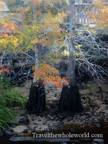North Carolina Wilmington Trees