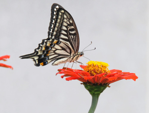 North Korea Butterfly