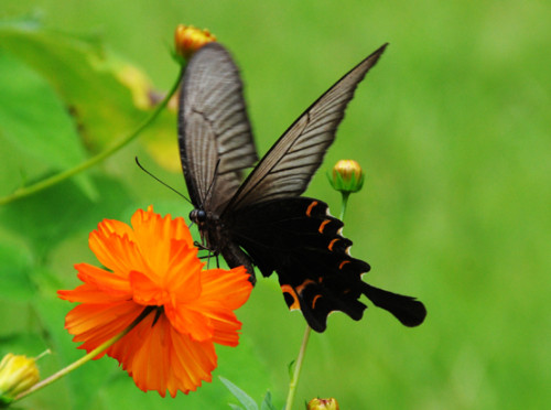 North Korea Butterfly Black