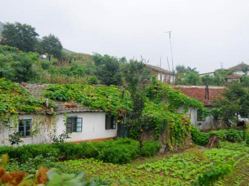 North Korea Nampo Houses
