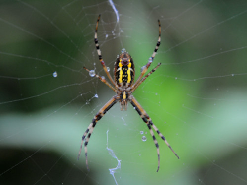 North Korea Spider