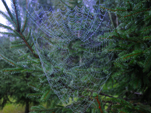 North Korea Spider Web