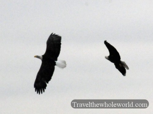 OklahomaTallgrass Prairie Bald Eagles