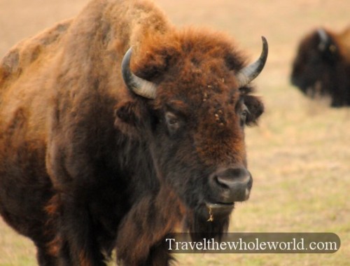 Oklahoma-Tallgrass-Prairie-Bison