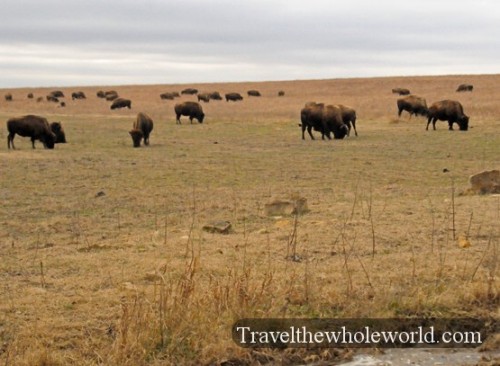 Oklahoma Tallgrass Prairie Bison Herd