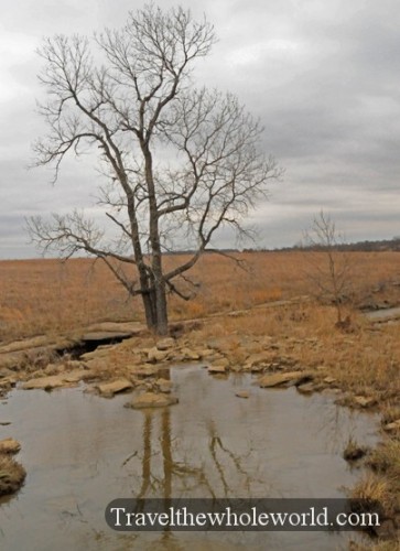 Oklahoma Tallgrass Prairie Tree