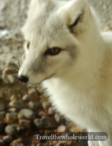 Oklahoma Tulsa Arctic Fox
