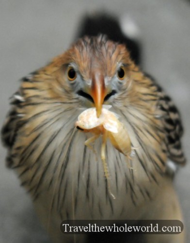 Oklahoma Tulsa Bird Evil