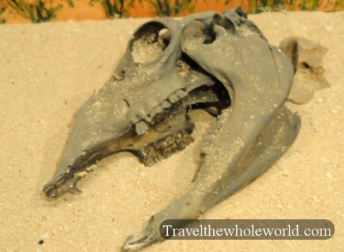 Oklahoma Tulsa Skeleton