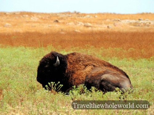 Oklahoma Wichita Mountains Bison