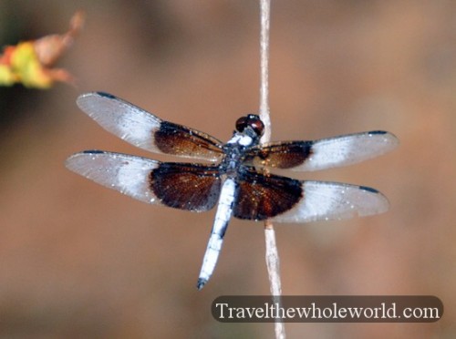 Oklahoma Wichita Mountains Dragon Fly