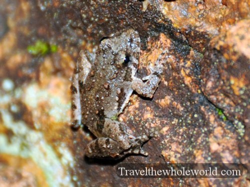 Oklahoma Wichita Mountains Frog