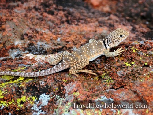 Oklahoma-Wichita-Mountains-Lizard