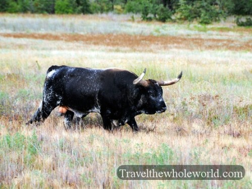 Oklahoma Wichita Mountains Longhorn