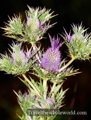 Oklahoma Wichita Mountains Plant