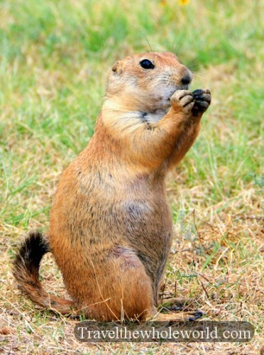 Oklahoma Wichita Mountains Prairie Dog Eating