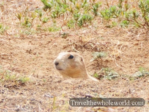 Oklahoma Wichita Mountains Prairie Dog