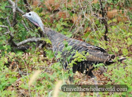 Oklahoma Wichita Mountains Turkey