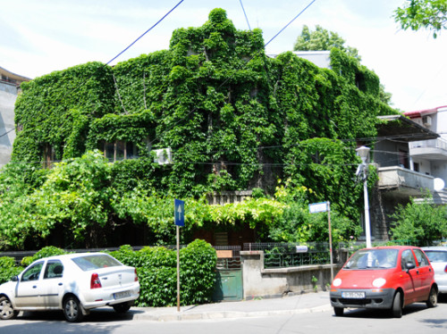 Romania Bucharest House Ivy