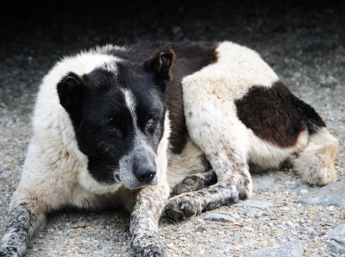 Romania Poenari Castle Dog