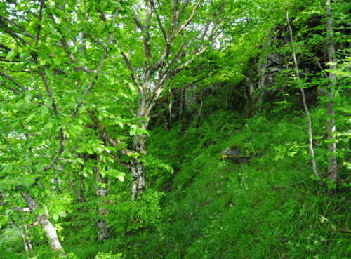 Romania Translyvania Forest