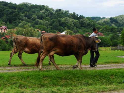 Romania Village Bulls