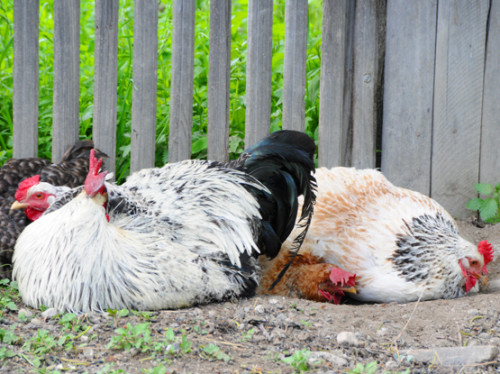 Romania Village Chickens