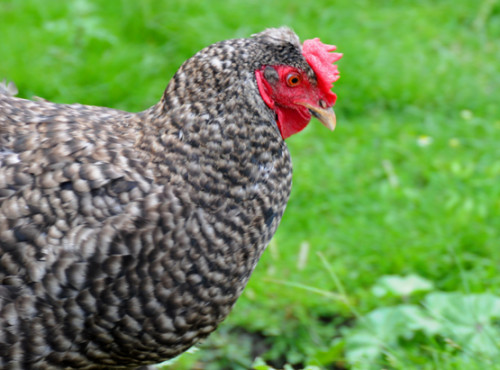 Romania Village Roosters